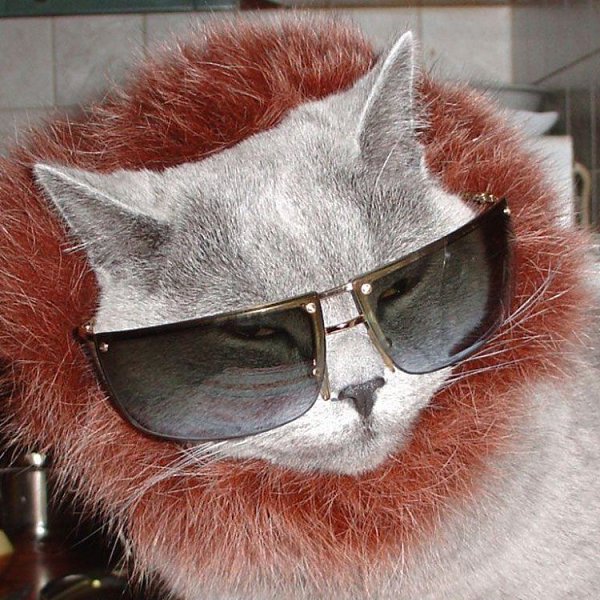 Кот в шапке и в очках