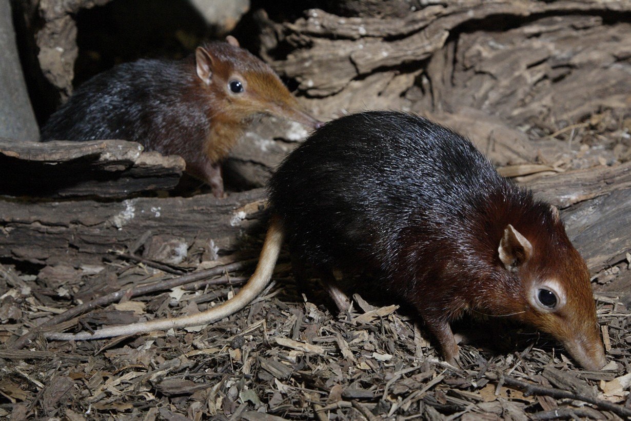 Животное похожее на мышь с длинным носом фото и название