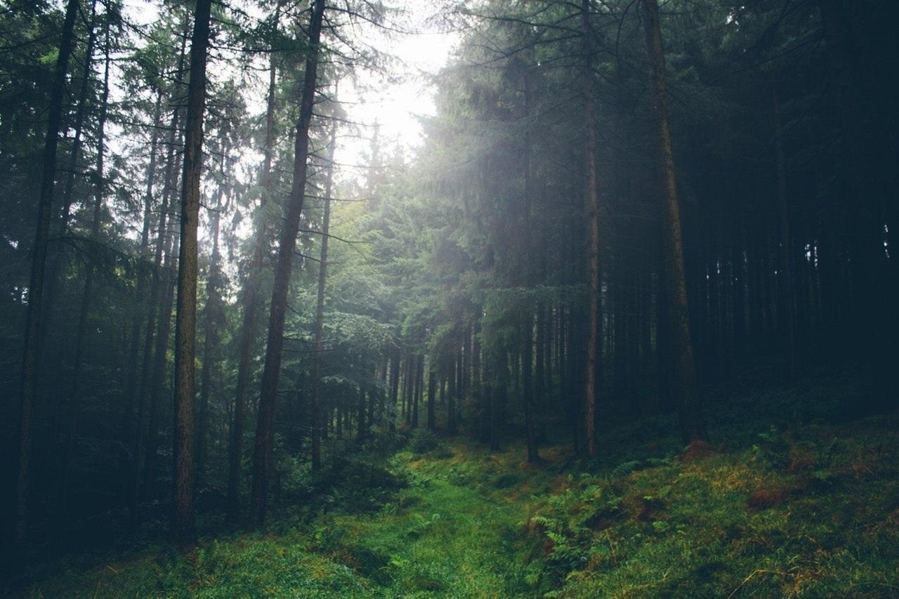 Темно Англия лес