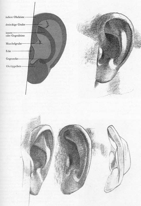 Анатомия уха рисунок