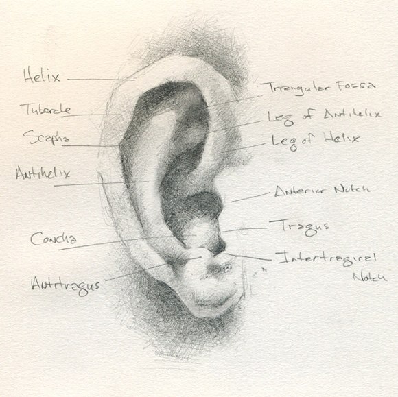 Ухо анатомический рисунок
