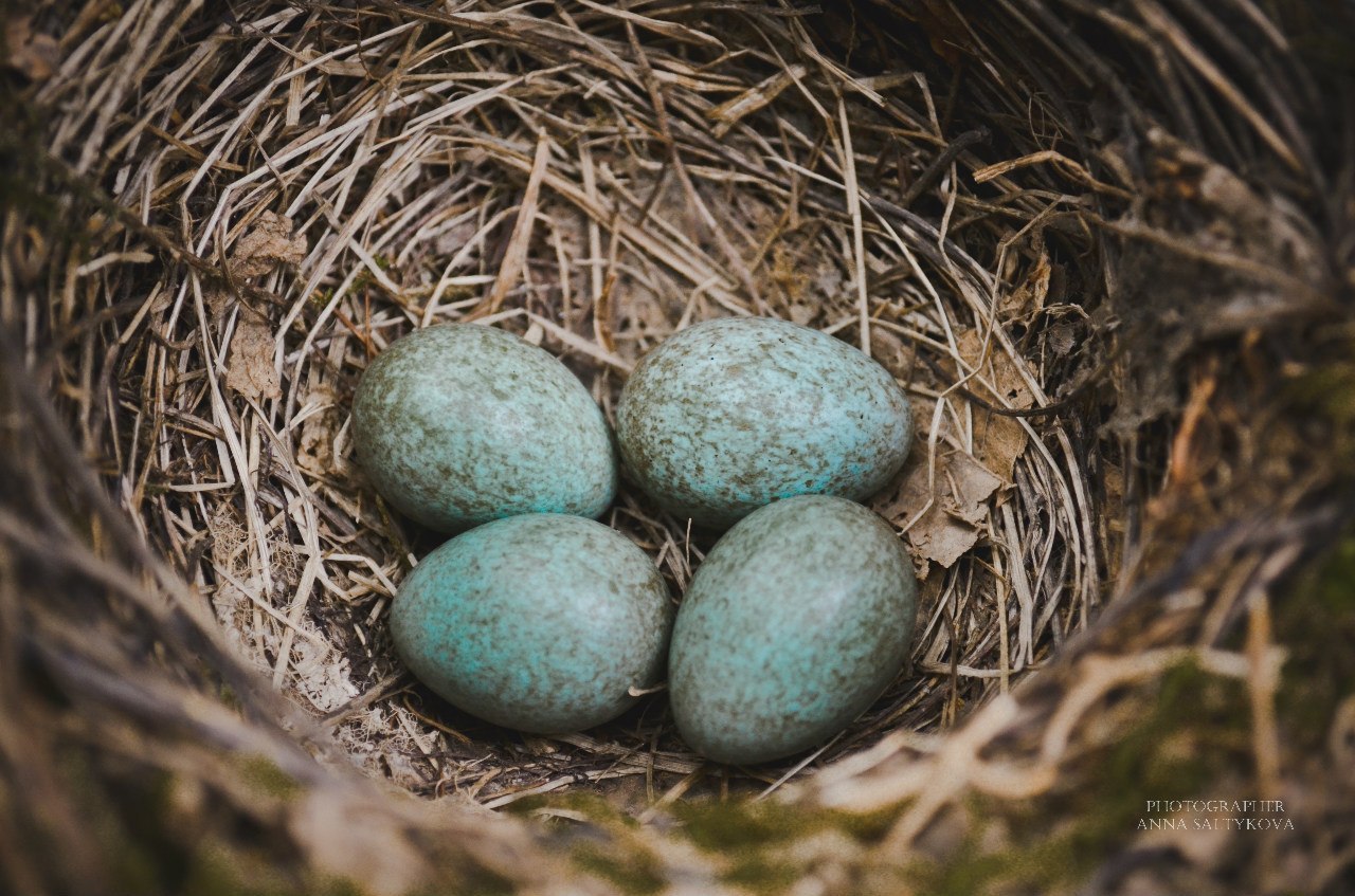 Бирюзовый яйца птицы