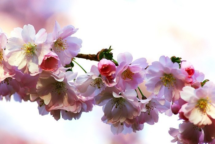 Живи сохраняя покой придет весна и цветы распустятся сами картинки