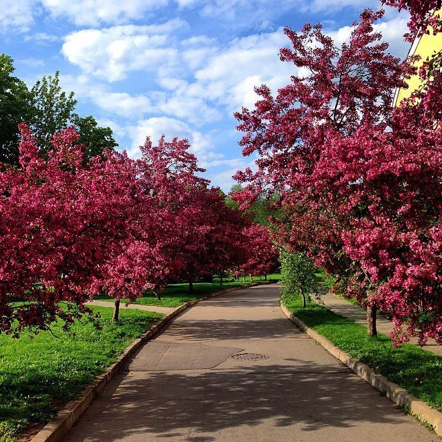 Екатерининский парк в москве фото яблони