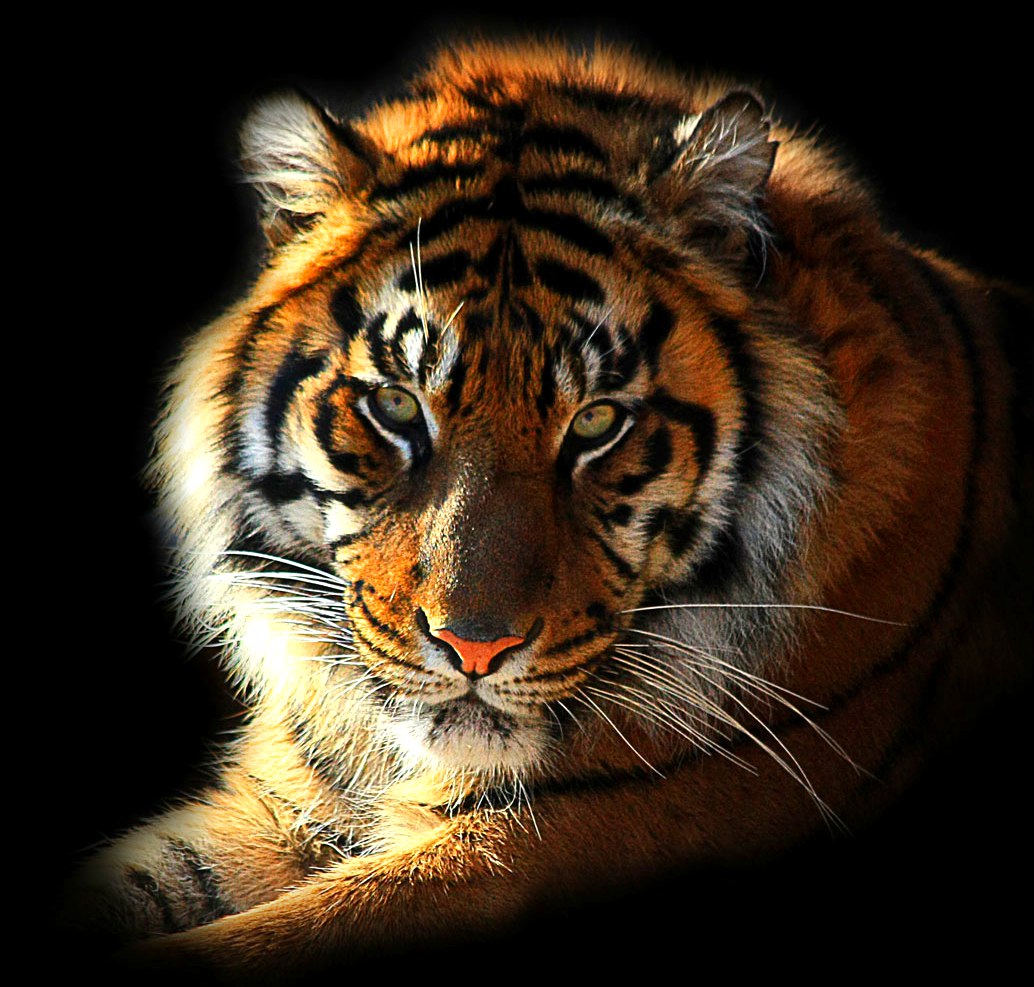 Тигр в круге