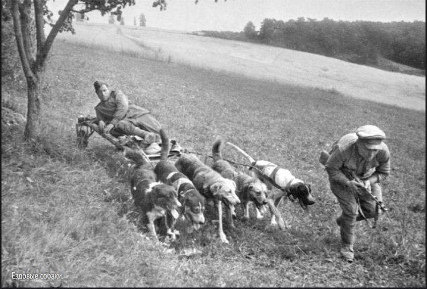 Собаки в годы великой отечественной войны фото