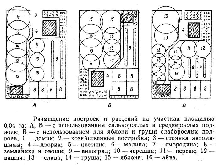 Схема плодового сада сочетаемость деревьев