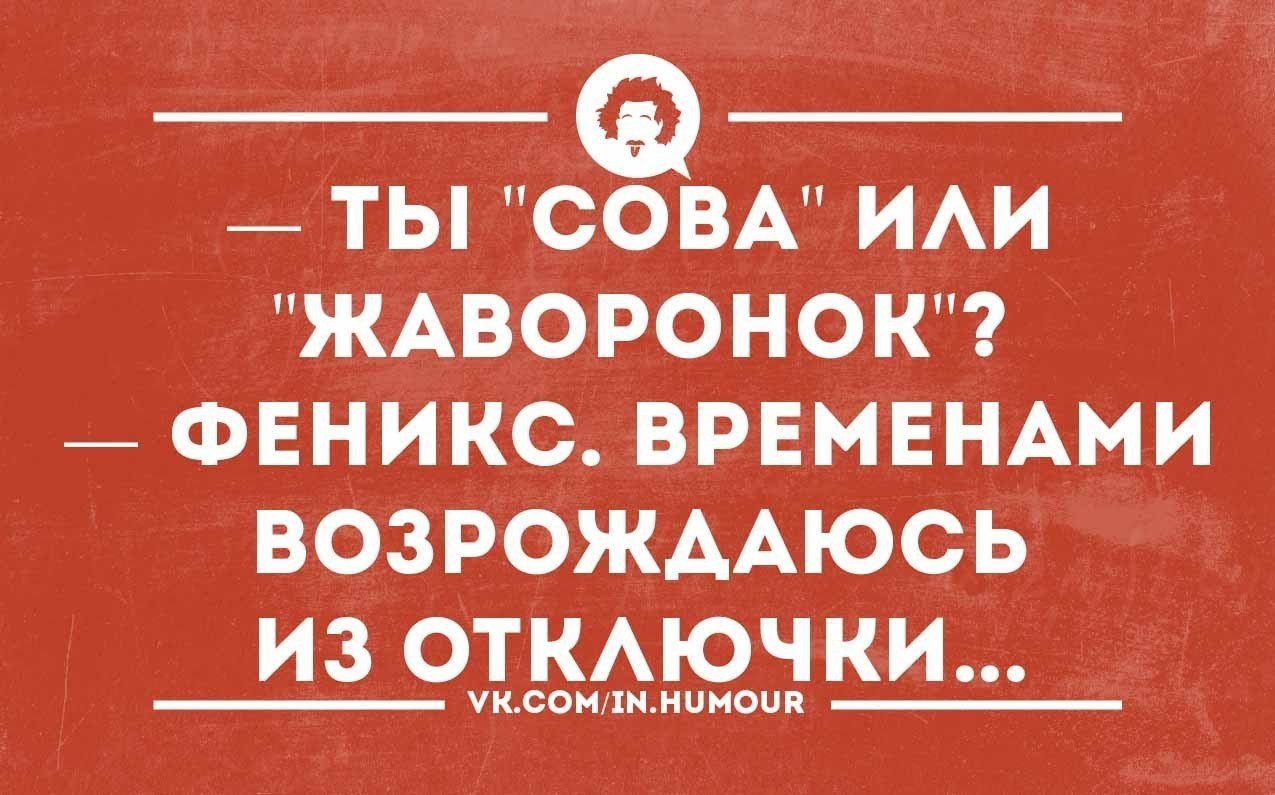 Картинка не сова не жаворонок