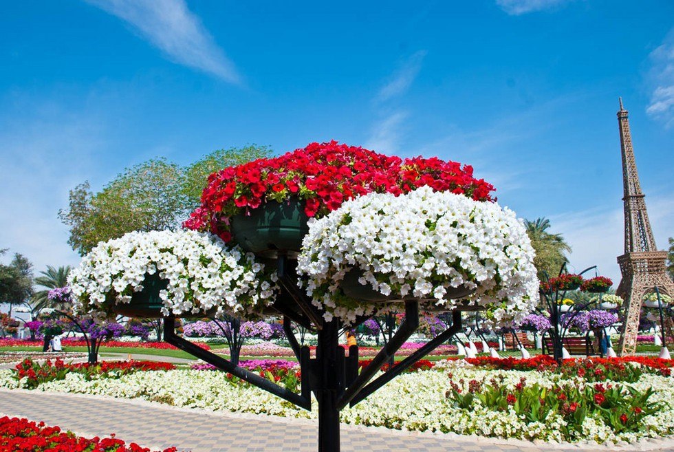 Сами красивая цвети. Парк Аль-Айн. Al Ain Paradise парк. Парк цветов (г. Аль-Айн). Аль- Айн - город сада.