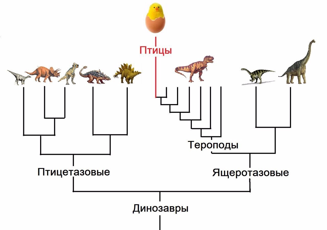 Происхождение курицы. Эволюция птиц. Эволюция курицы. Эволюция птиц схема. Эволюция птиц от динозавров.