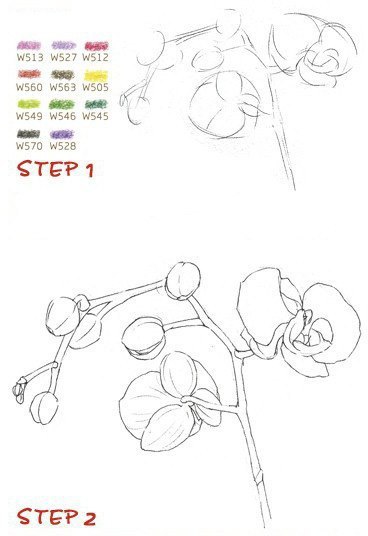 Как рисовать орхидею карандашом поэтапно для начинающих