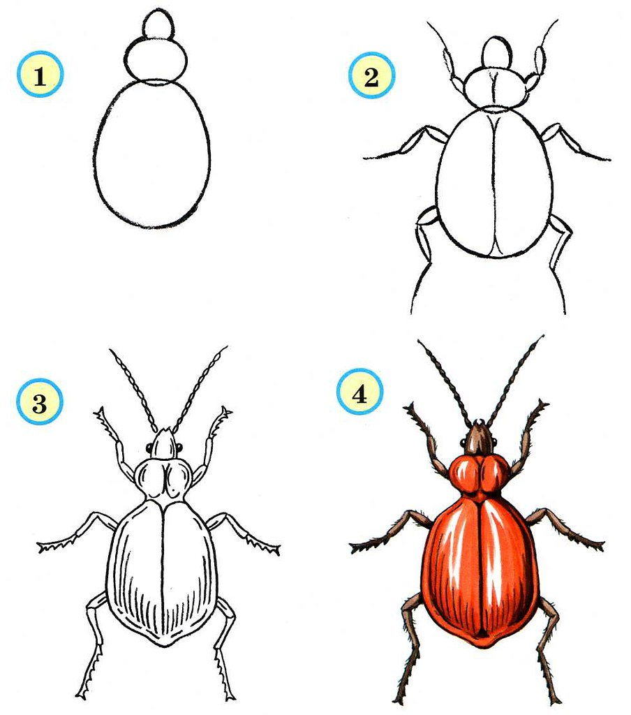 Поэтапное рисование насекомых