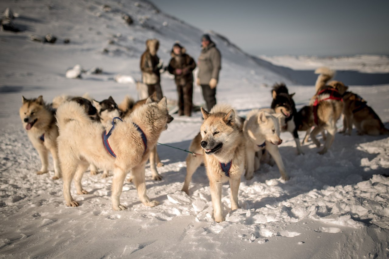 Собаки в упряжке Арктике