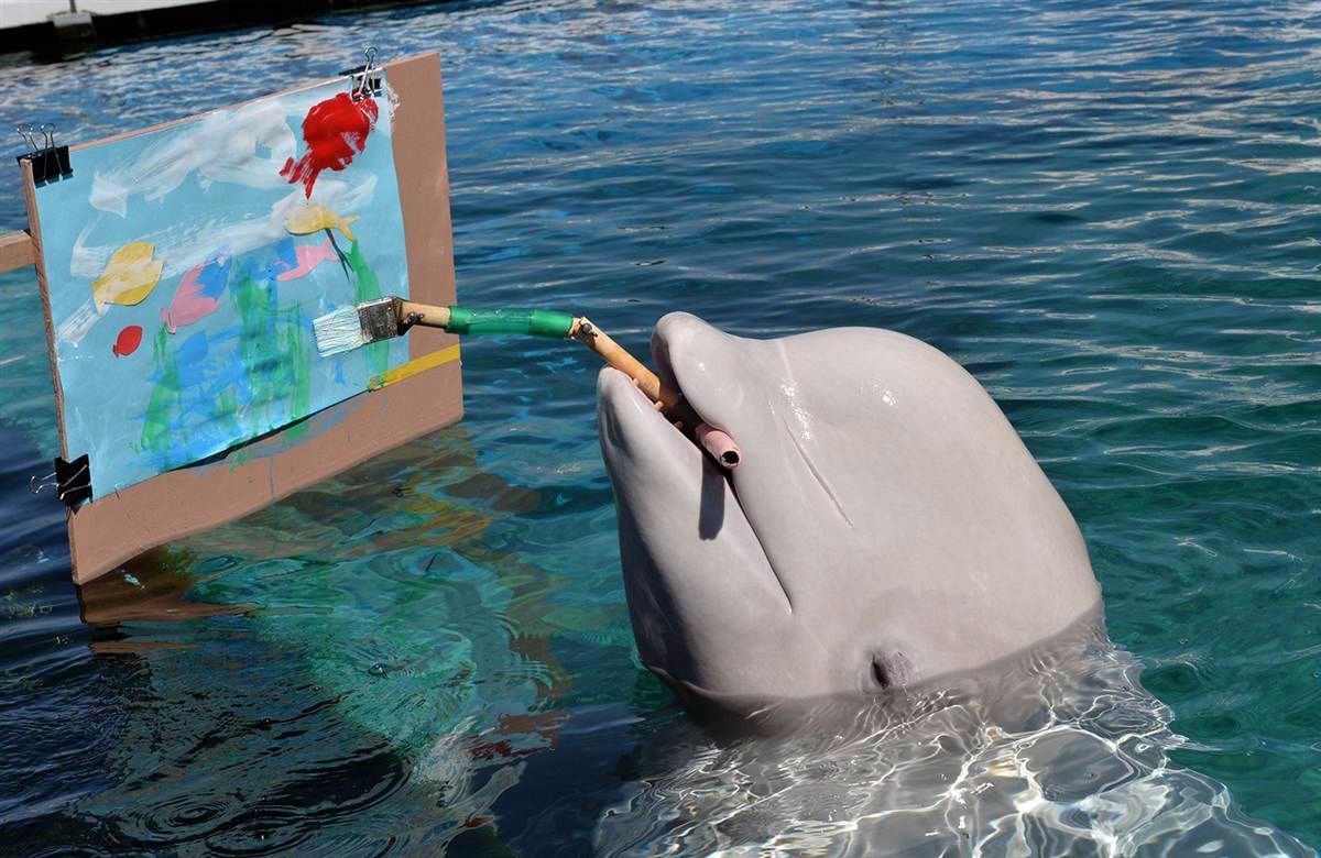 Дельфин рисует картину