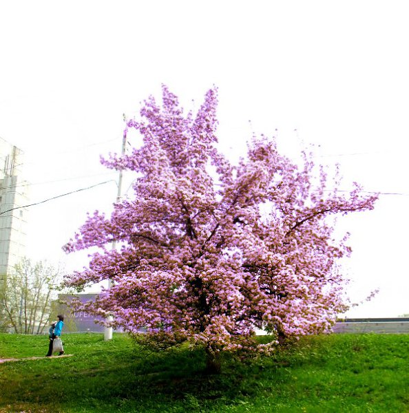 Сакура в калининграде фото