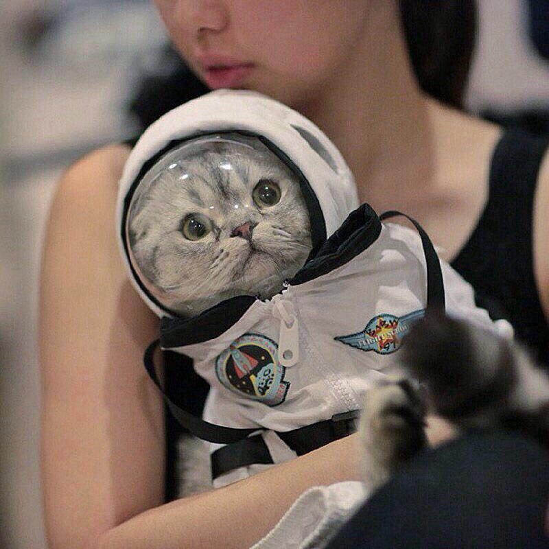 Кот в костюме космонавта