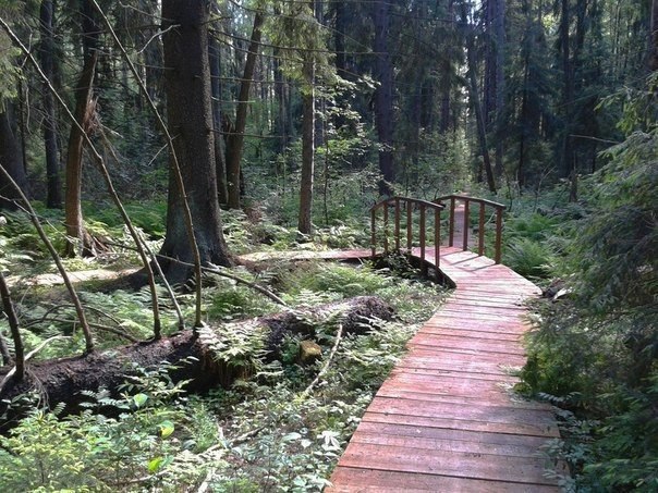 Комаровский берег экологическая тропа фото