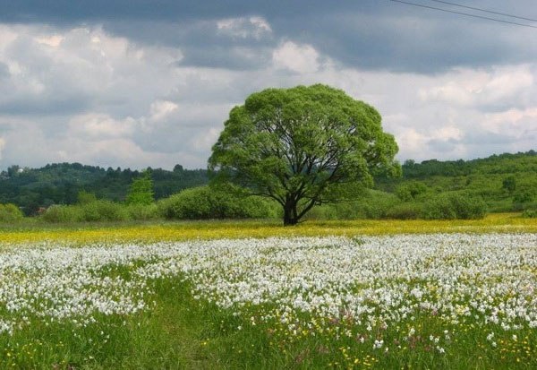 Долина нарциссов в закарпатье фото