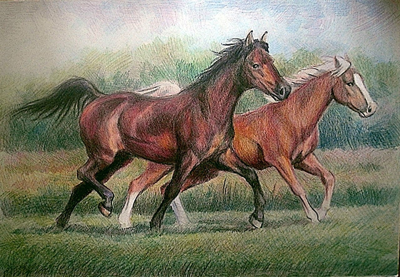 Картины лошади цветными карандашами