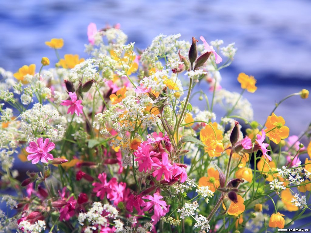 Много цветов в природе. Яркие полевые цветы. Летние цветы. Полевыфе цве ы. Красивый летний букет.