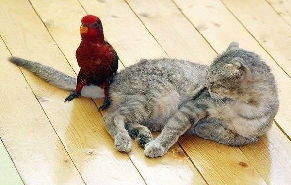 Веселые птички. Вы слыхали как поют дрозды слушать. Пьяные котики рисунок. Смешные птицы. Песня вы слыхали как поют дрозды текст.