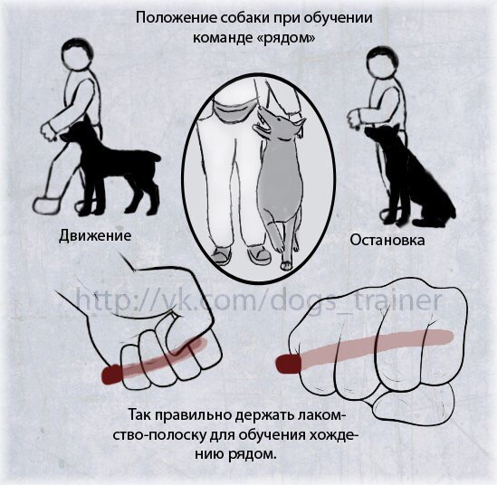 Команды для собак. Основные команды для собак и щенков. Базовые команды для собак. Дрессировка собак команды. Команды для собак жестами.