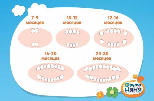 Картинка молочных зубов у детей схема роста