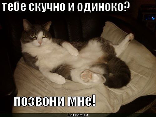 Мне всегда скучно. Мне с вами будет скучно а вам со мной непонятно. Мне скучно. Котик с надписью извращенец. Пикчи с котами смешные с надписями.