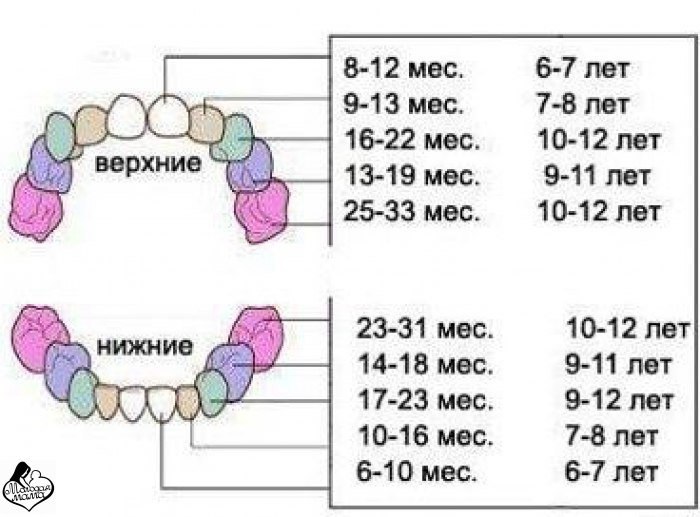 Схема зубов по возрасту