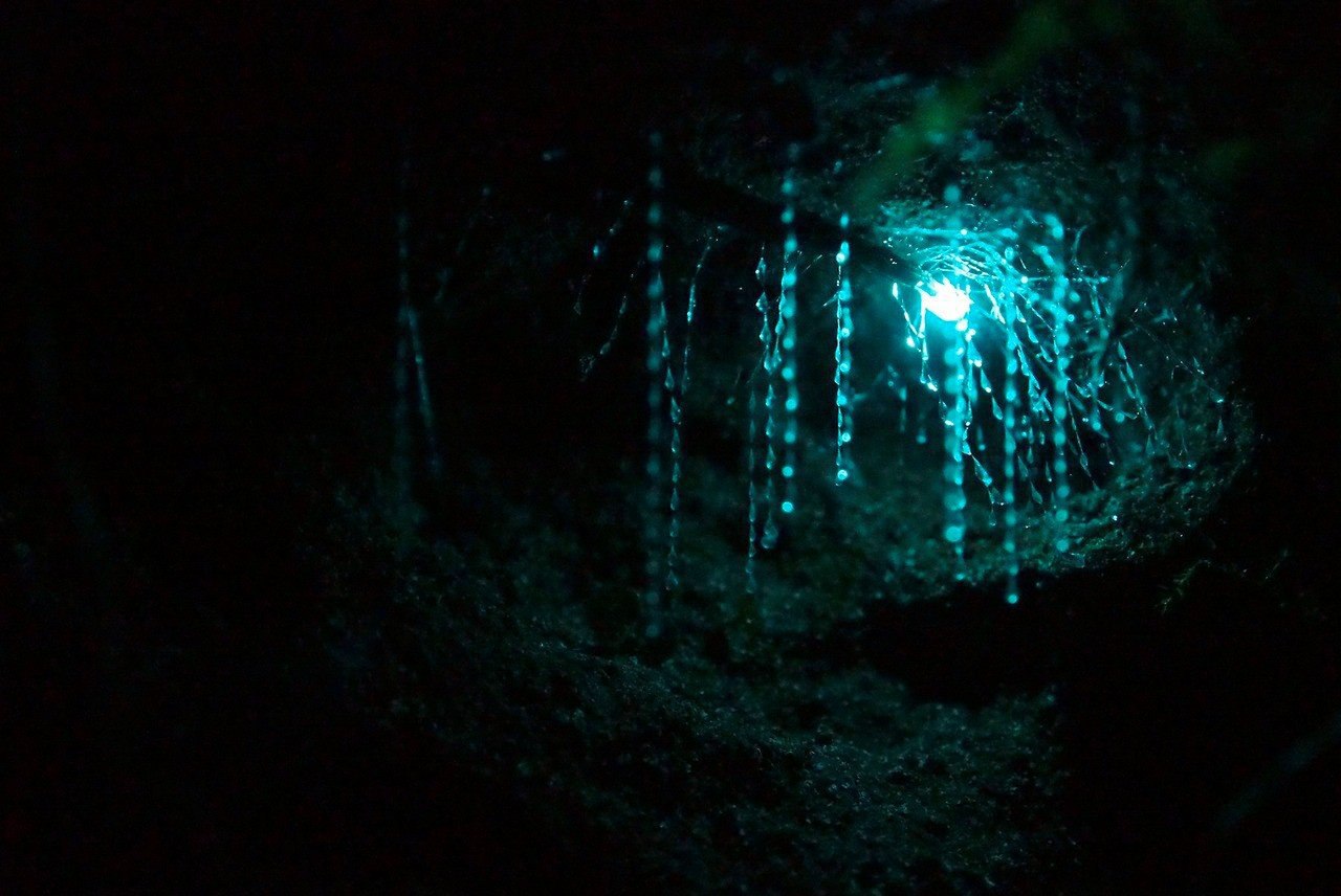 Фосфоресцирующие грибы в пещере