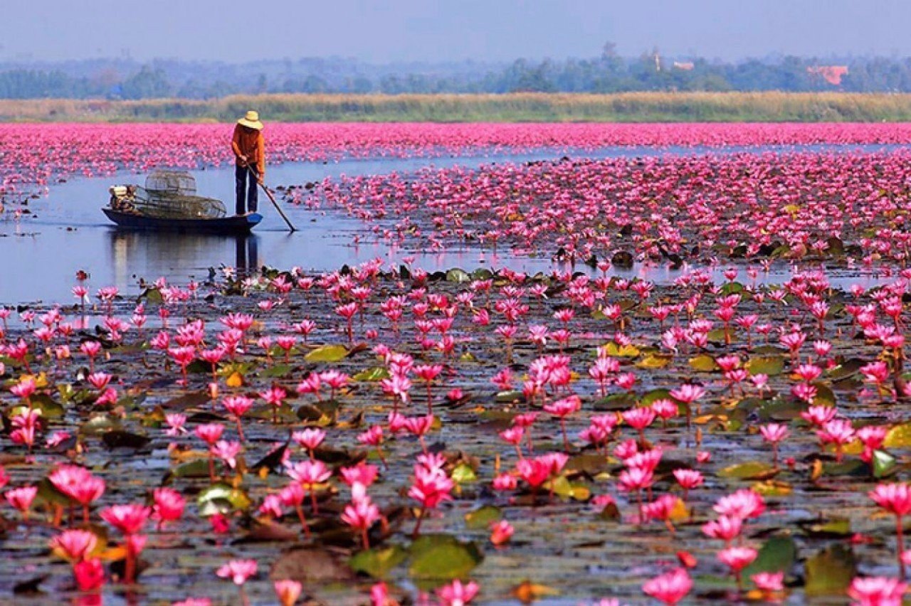 Озеро лотосов Муйне Вьетнам
