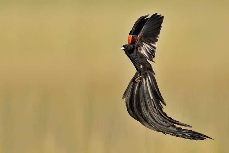 Long tailed Widowbird