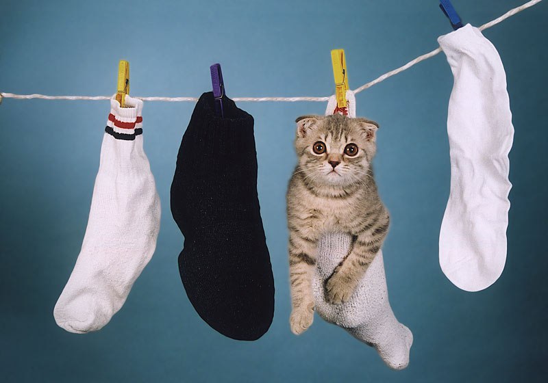 Кот и носки