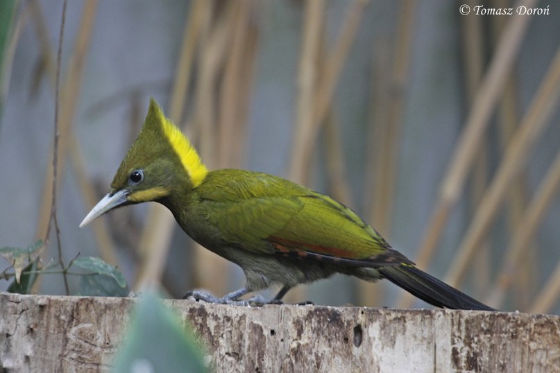 Greater Yellownape