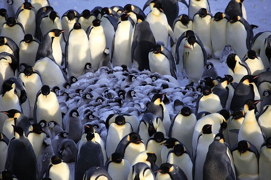 Детский сад у пингвинов фото