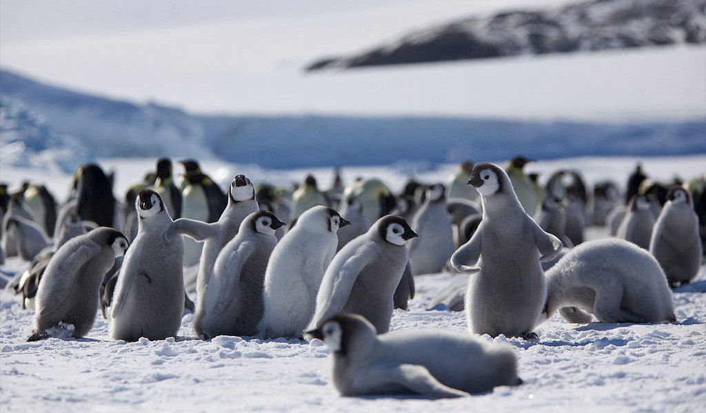 Детский сад у пингвинов фото