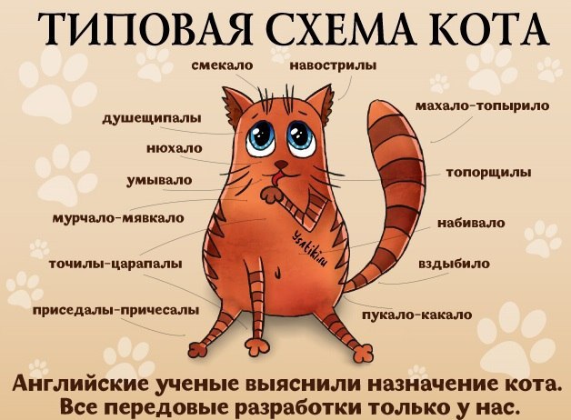 Схема кота прикол