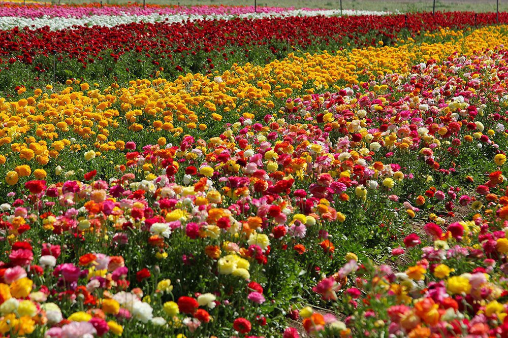 Цветы в израиле букет
