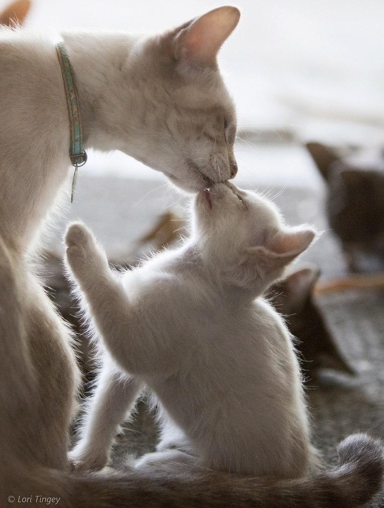 Мама кошка и котенок