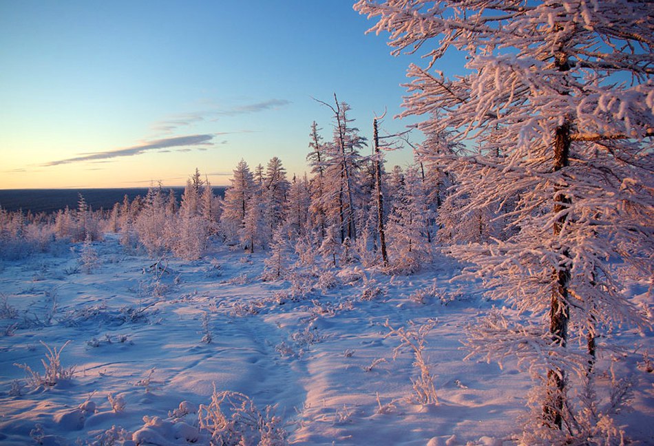 Природная зона продолжительная морозная зима. Тайга Якутии. Зимняя Колымская Тайга. Природа Якутии Тайга. Зимний лес Якутии Ергелех.