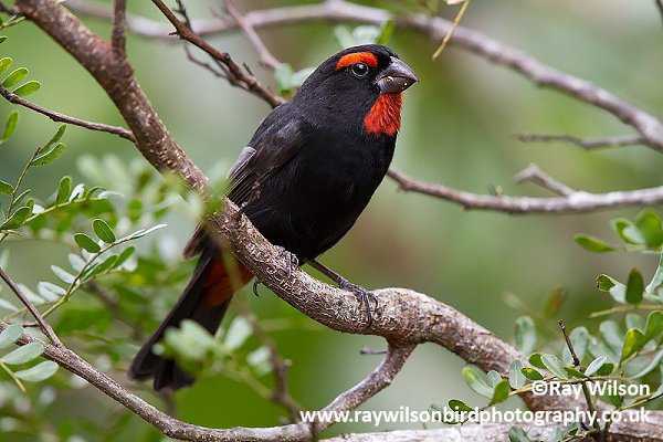 Greater Antillean Bullfinch