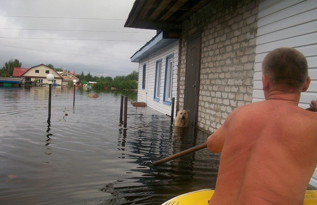 Собака дружок фото