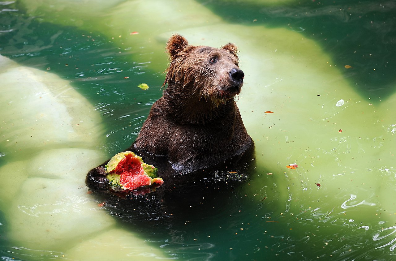 Бурый медведь ест