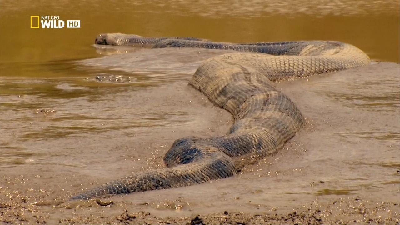 Самая большая змея видео. Река Амазонка змея Анаконда. Eunectes beniensis.