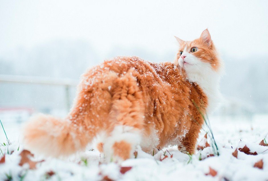 Картинки кот и снег