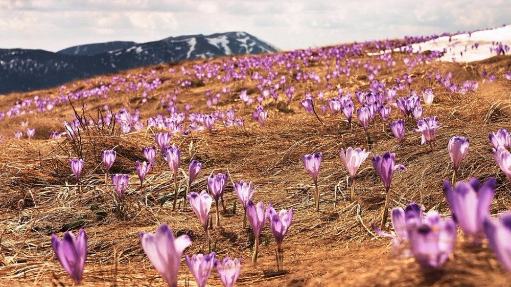 Көктем мезгілі фото