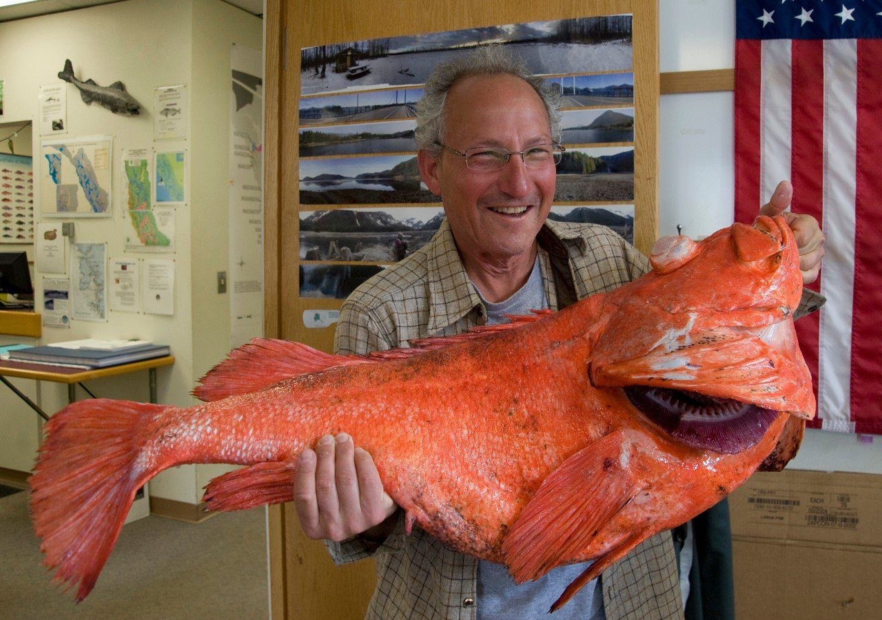 Самый большой морской окунь