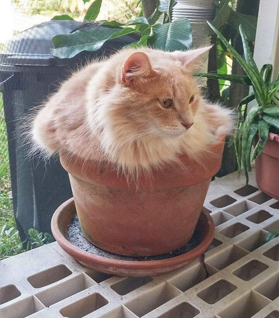 Цветочный горшок котик