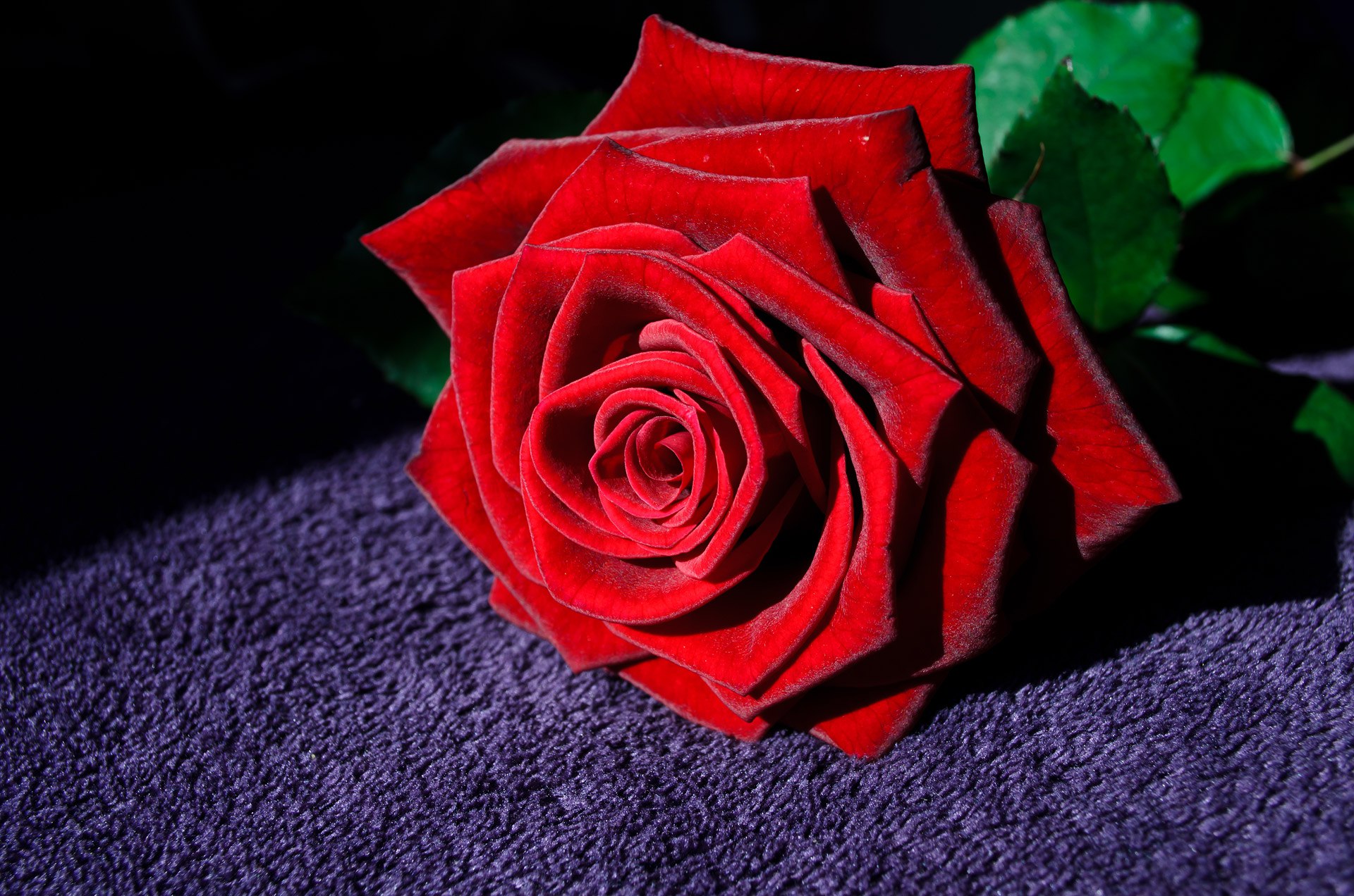 Красивые красные розы один цветок
