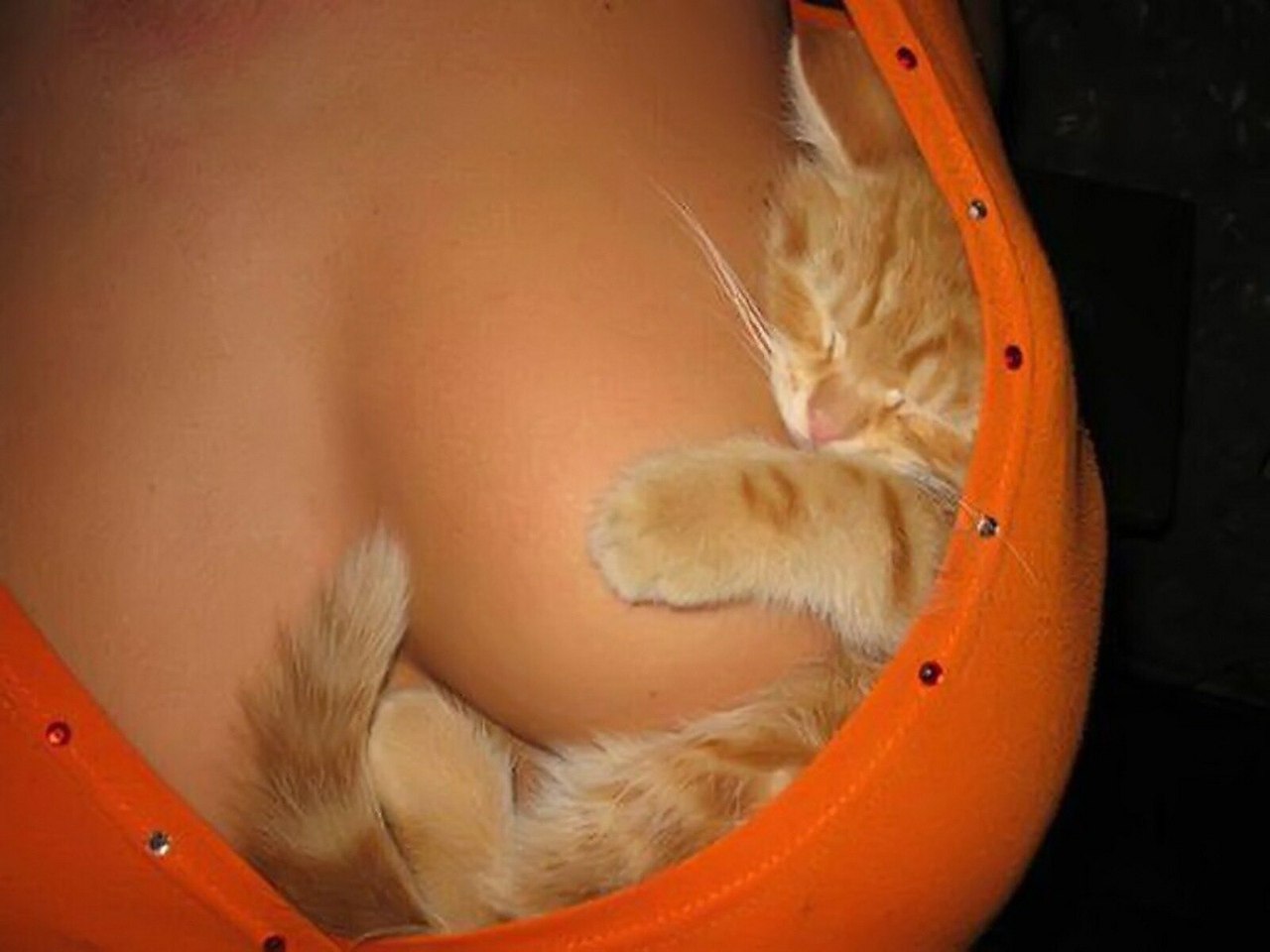 Кошка с женской грудью